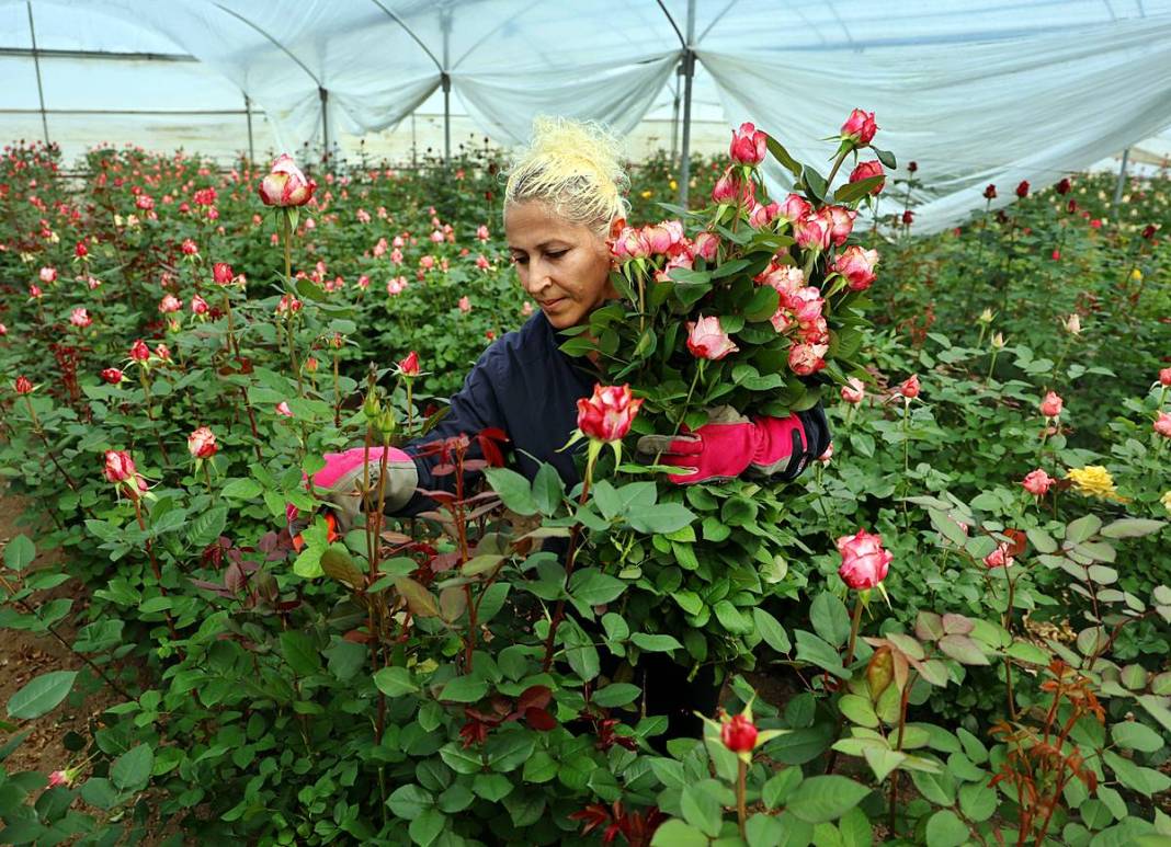 Hasat başladı, ithalat fiyatı düşürdü: Tanesi 30 TL! Özel günlerde kapış kapış satılıyor 6